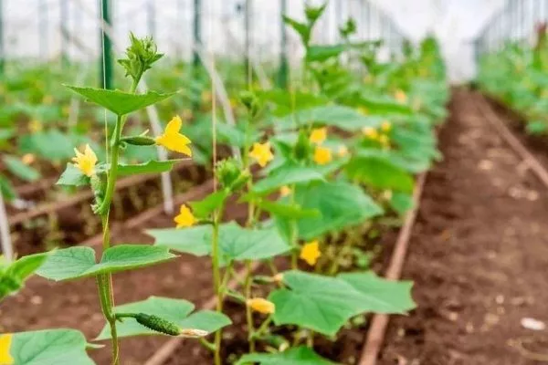 выращивание огурцов Муравей