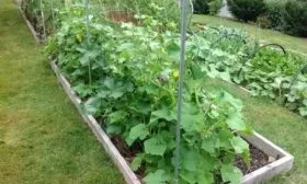 выращивание огурцов Огородник