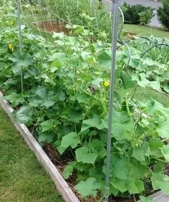 выращивание огурцов Огородник