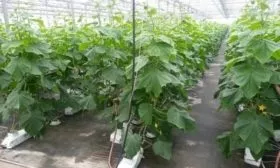 Выращивание огурцов сорта Суздальские в теплице