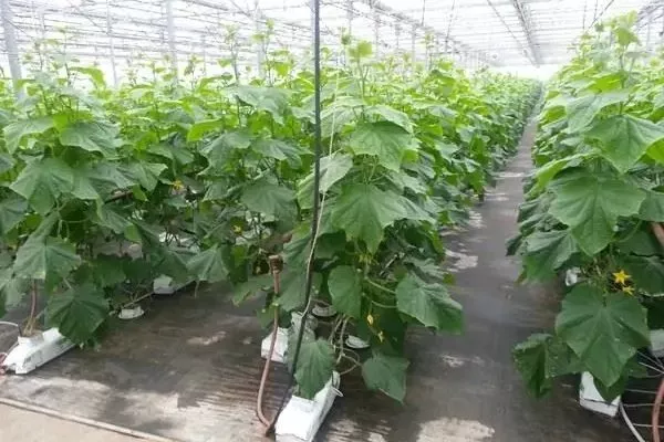 Выращивание огурцов сорта Суздальские в теплице