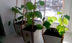 Выращивание огурцов Трюкач на подоконнике в горшке