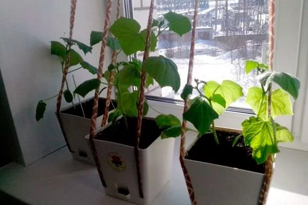 Выращивание огурцов Трюкач на подоконнике в горшке