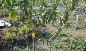 выращивание персика Чемпион