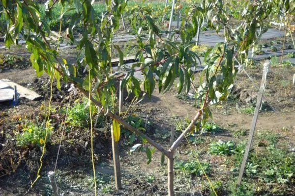 выращивание персика Чемпион