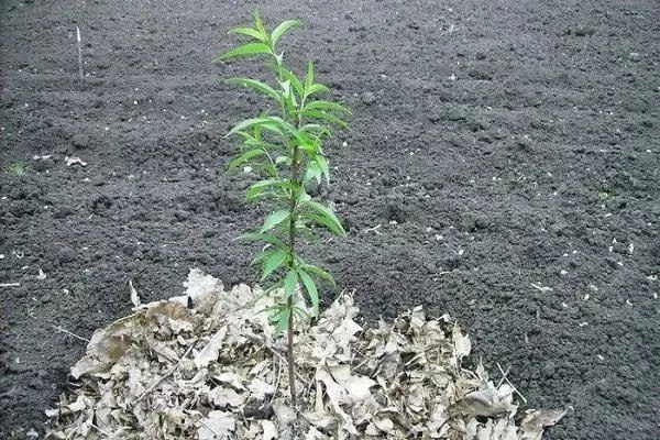 выращивание персика Ветеран