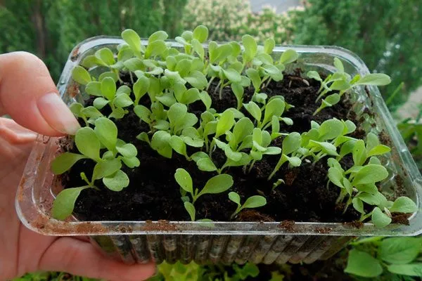Выращивание полевого салата через рассаду