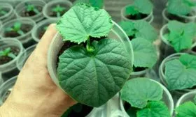 Выращивание рассады