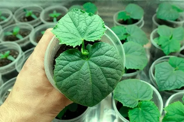 Выращивание рассады