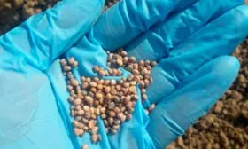 Выращивание рассады