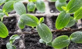 рассада огурцов Владимир