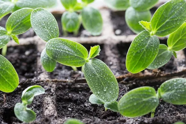 рассада огурцов Владимир