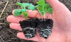 Выращивание рассады1