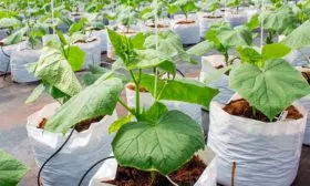 выращивание В мешках или полиэтиленовых пакетах