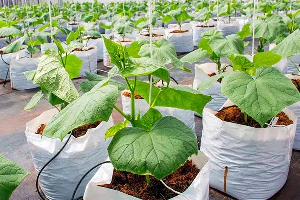 выращивание В мешках или полиэтиленовых пакетах