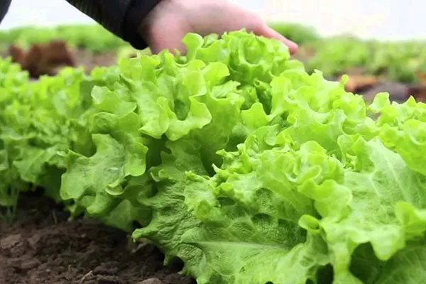 выращивание салата