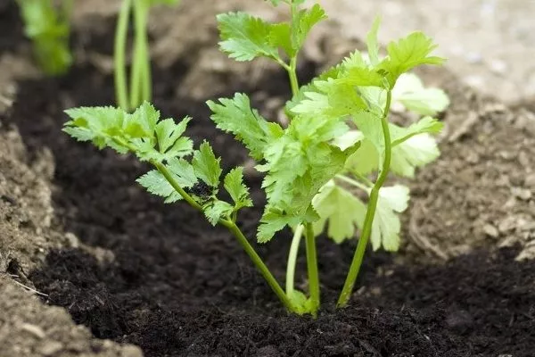 выращивание петрушки Универсальная
