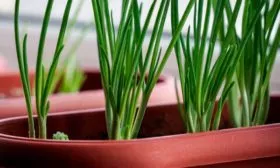 Посев рассады