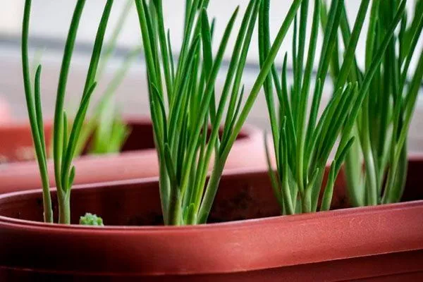 Посев рассады