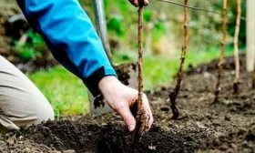 высадка малины Феномен