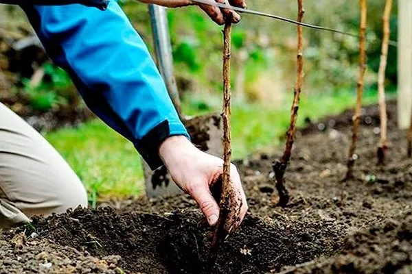 высадка малины Феномен