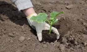 высадка огурцов Будь здоров