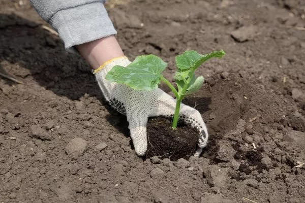 высадка огурцов Будь здоров