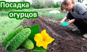 Vysadka-ogurtsov-v-otkrytyj-grunt