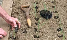 Высадка рассады