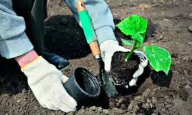 высадка рассады огурцов