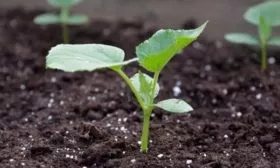 высадка рассады огурцов Бастион