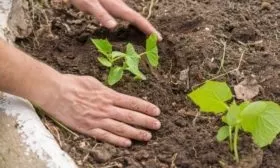 высадка рассады огурцов Окошко