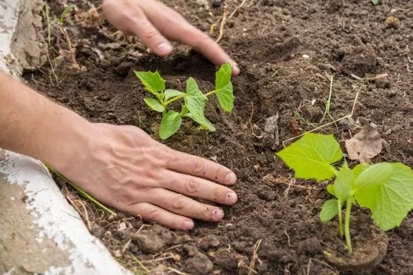 высадка рассады огурцов Окошко