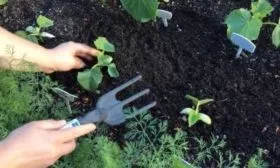 высадка рассады огурцов сорта Апрельский