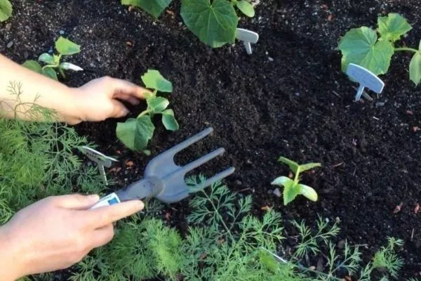 высадка рассады огурцов сорта Апрельский