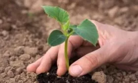 высадка рассады огурцов Ухажёр