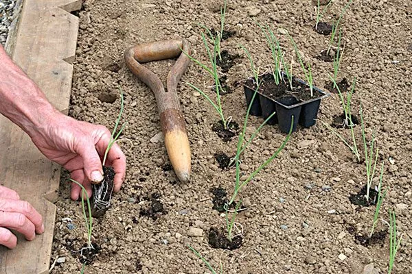 Высадка рассады