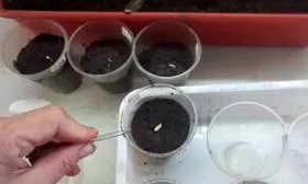 Высадка семян