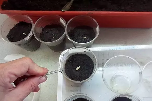 Высадка семян