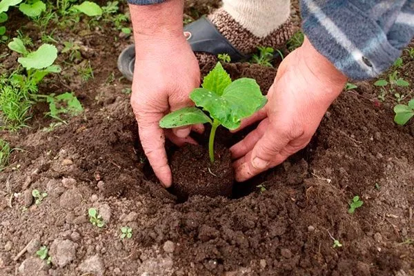 Высадка в грунт