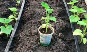 Высаживание рассады