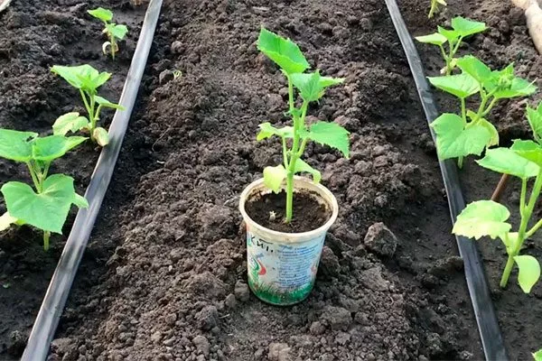 Высаживание рассады