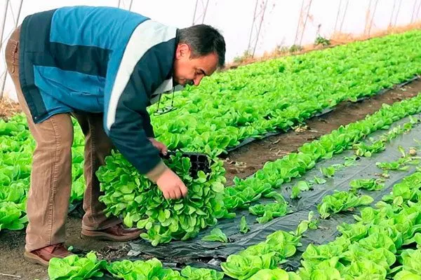 высаживание в тепличных условиях