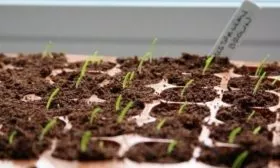 высев семян лука Русский зимний дома