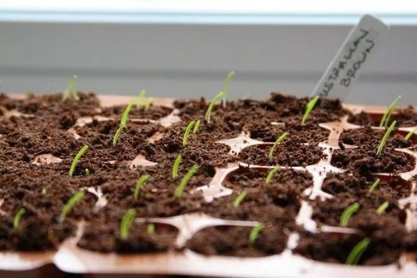 высев семян лука Русский зимний дома