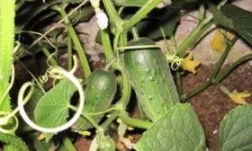 куст Вьюги с плодами