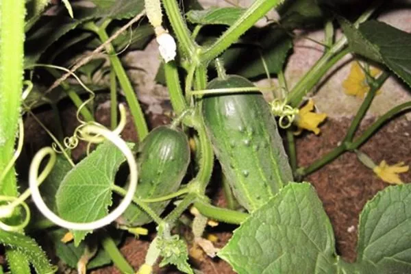 куст Вьюги с плодами