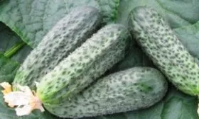 плоды Вьюги