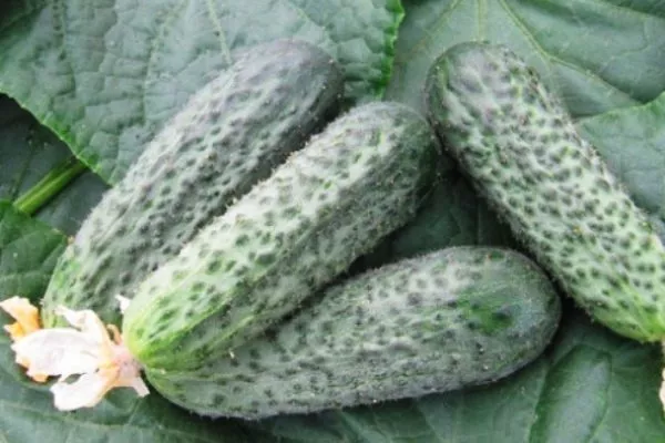 плоды Вьюги