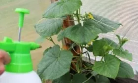 обработка Вьюги от болезней